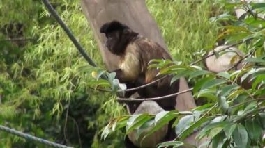 Maymun yeme, primatlar, Hayvanat Bahçesi hayvanlar, yabani hayvanlar ve bitkiler, doğa