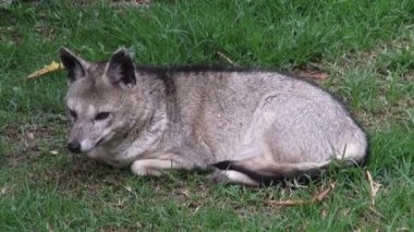 Tilki, köpek dişleri, vahşi hayvanlar