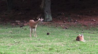 Geyik, Elk, geyik, memeliler, hayvanat bahçesi hayvanları, yaban hayatı