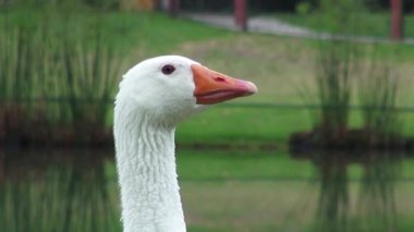 Kaz, kaz, kuşlar, hayvanlar, doğa, yaban hayatı