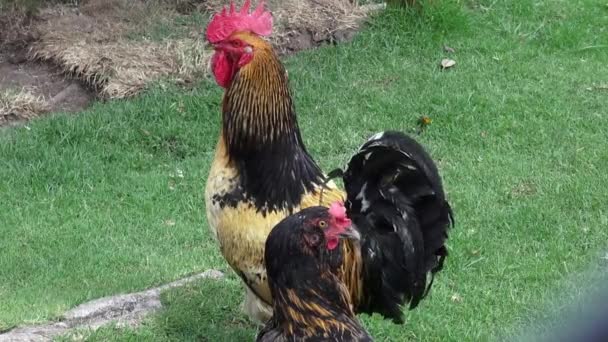 Roosters, Poultry, Chickens, Game Birds, Animals — Stock Video