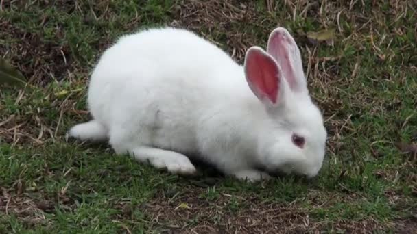Bílý králík Bunny zajíc, Velikonoce, příroda