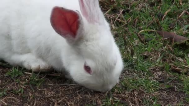 Witte konijnen, Bunny, Hare, Pasen, natuur — Stockvideo