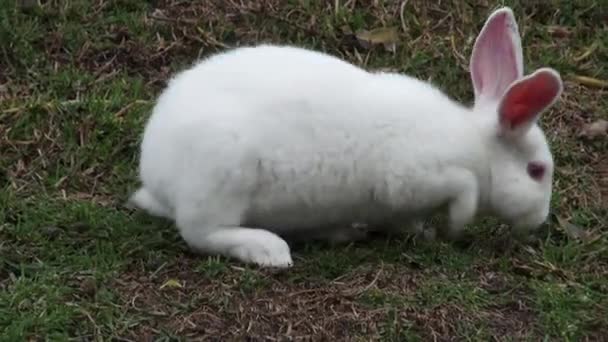 Weiße Kaninchen, Hase, Hase, Ostern, Natur — Stockvideo