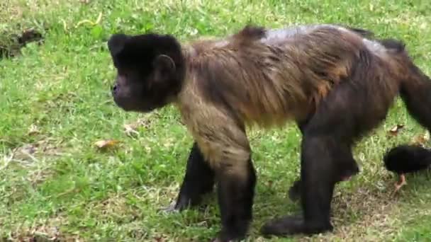 Singes, Primates, Animaux du zoo, Faune, Nature 