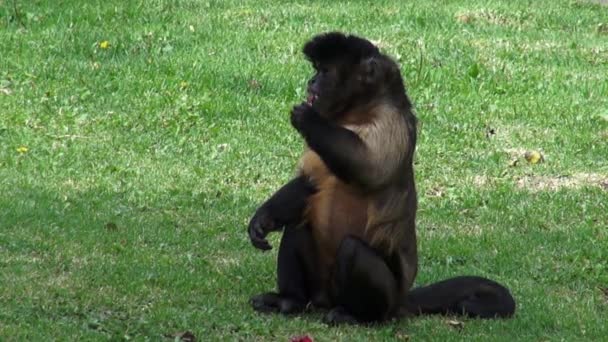 Opice, jíst, primáti, Zoo zvířata, přírodu, příroda