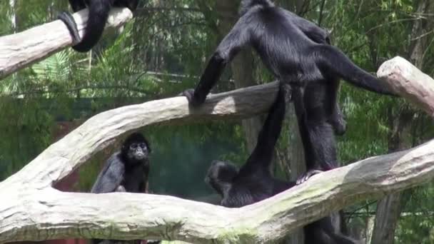 Macacos, Primatas, Zoológico Animais, Vida Selvagem, Natureza — Vídeo de Stock