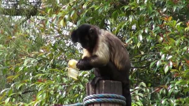 Manger des Singes, Primates, Animaux du Zoo, Faune, Nature — Video