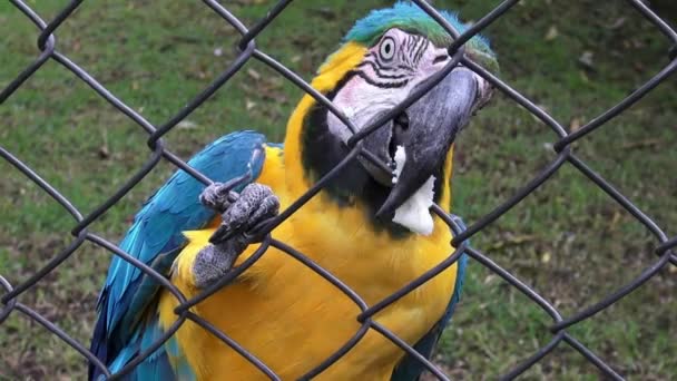 Caged Parrots, Birds, Animals, Wildlife, Nature — Stock Video