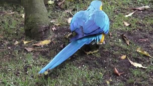 Papagaios, Aves, Animais, Vida selvagem, Natureza — Vídeo de Stock