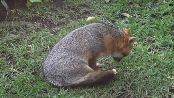 Vossen, hoektanden, wilde dieren — Stockvideo