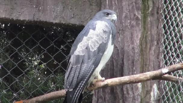 Adler, Falken, Greifvögel, Tiere, Wildtiere, Natur — Stockvideo