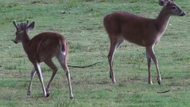 Szarvas, jávorszarvas, jávorszarvas, emlősök, állatkerti állatok, Wildlife — Stock videók