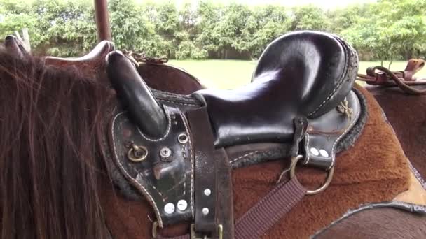 Saddle, Horses, Farm Animals — Stock Video