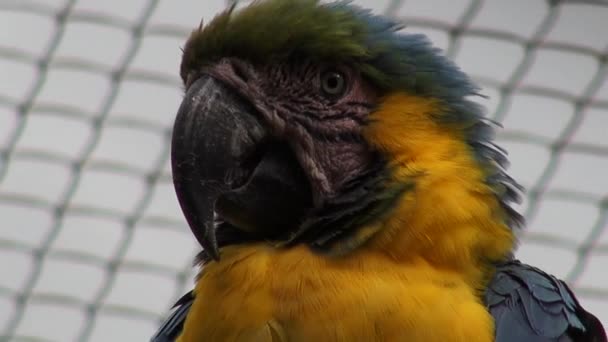 Papağan, kuşlar, hayvanlar, yabani hayvanlar ve bitkiler, doğa — Stok video