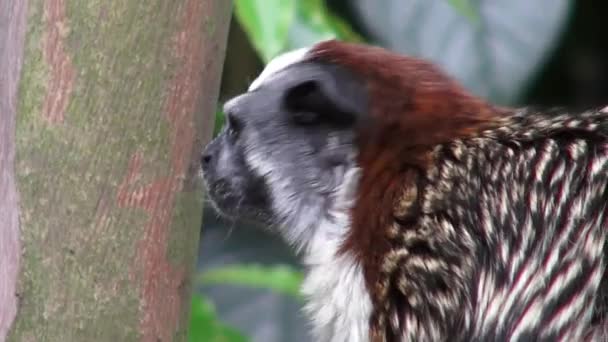 Małpy, naczelnych, Zoo zwierząt, przyrody, natura — Wideo stockowe