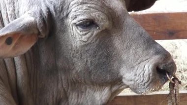 Sığır, inek, Bulls, hayvan çiftliği