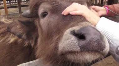 Sığır, inek, Bulls, hayvan çiftliği