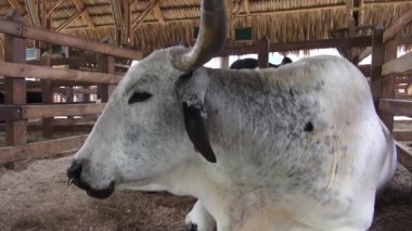 Sığır, inek, Bulls, hayvan çiftliği