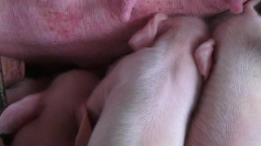 Bebek domuz, domuz yavruları, domuzlar, hayvan çiftliği