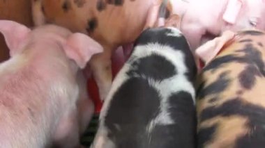 Bebek domuz, domuz yavruları, domuzlar, hayvan çiftliği