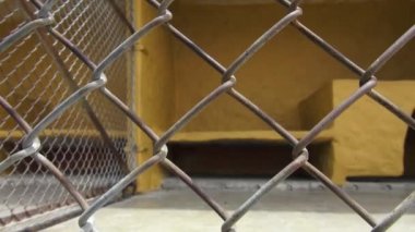Endişeli Kafesteki köpekler, köpek dişleri, ihmal, istismar