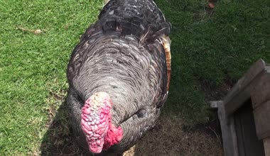 Türkiye, Şükran günü, kümes hayvanları, oyun kuşlar, hayvanlar