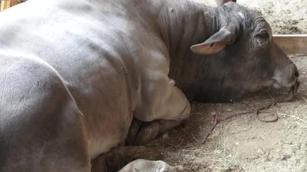 Vee, koeien, stieren, boerderij dieren — Stockvideo