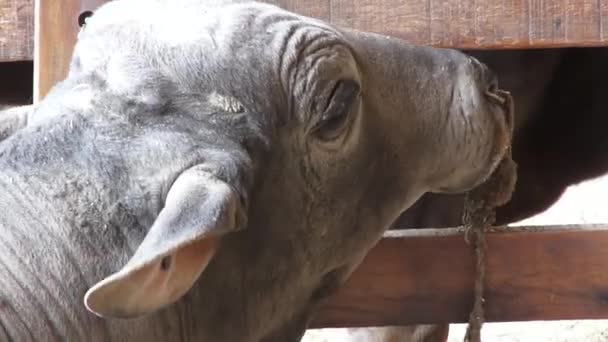 Vee, koeien, stieren, boerderij dieren — Stockvideo