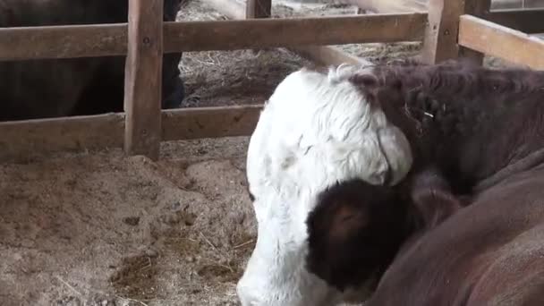 Ganado, vacas, toros, animales de granja — Vídeos de Stock