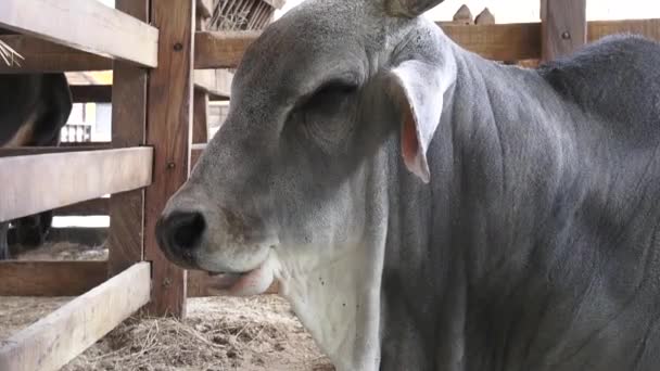 Bovinos, vacas, touros, animais de quinta — Vídeo de Stock