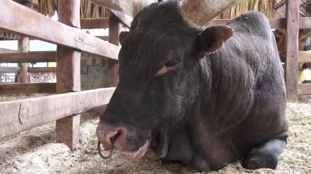 Ganado, vacas, toros, animales de granja — Vídeo de stock