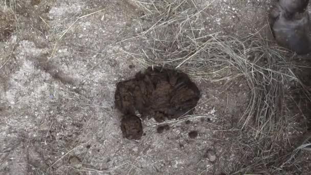 Manure, Poop, Fertilizer — Stock Video