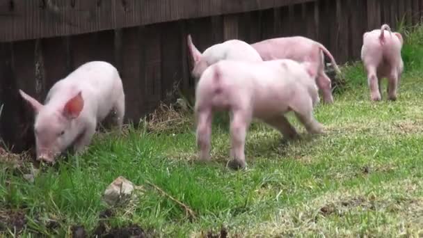 Pigs, Piglets, Hogs, Farm Animals