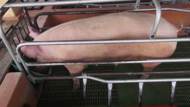 Suínos enjaulados, porcas, suínos — Vídeo de Stock