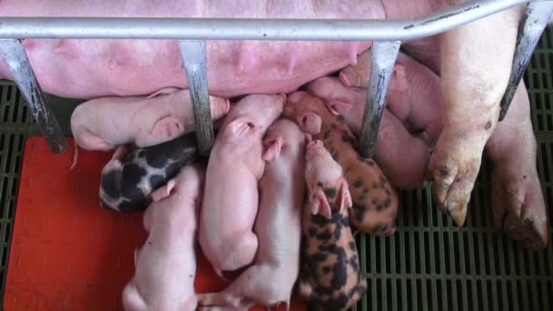 Baby Pigs, Piglets, Hogs, Farm Animals — Stock Video