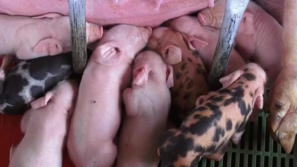 Μωρό χοίροι, χοιρίδια, γουρούνια, ζώα της φάρμας — Αρχείο Βίντεο