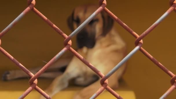 Perros enjaulados solitarios, Perros abandonados, Abuso — Vídeos de Stock