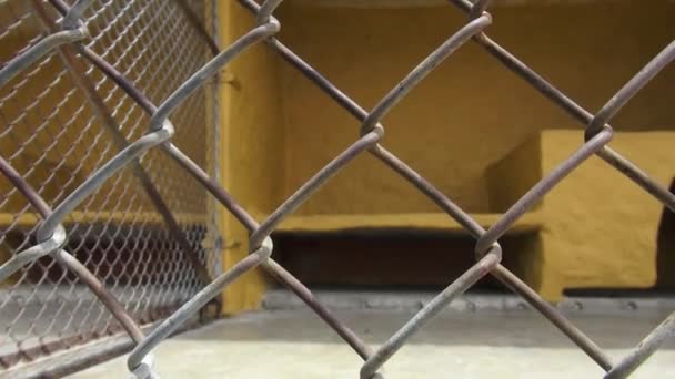 Anxious Caged Dogs, Canines, Neglect, Abuse — Stock Video