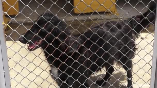 Caged Dogs, Barking, Canines, Neglect, Abuse — Stock Video