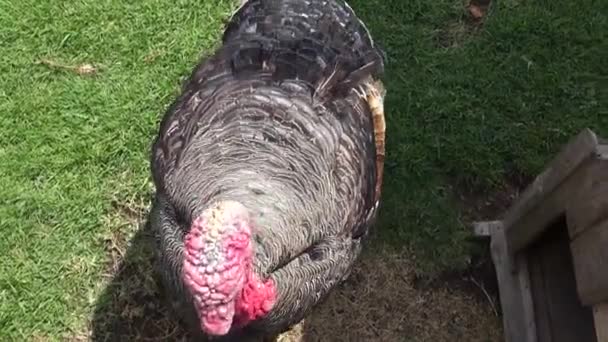 Turkije, Thanksgiving, pluimvee, Game vogels, dieren — Stockvideo