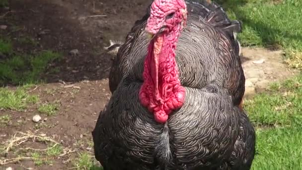 Turecko, díkůvzdání, drůbeže, hra, ptáci, zvířata — Stock video