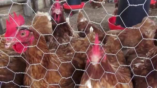 Galline in gabbia, polli, diritti degli animali — Video Stock