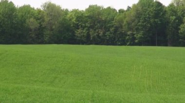 Alanları, ovaları, çayır, mera, manzara