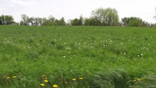 Felder, Ebenen, Wiesen, Weiden, Landschaften — Stockvideo