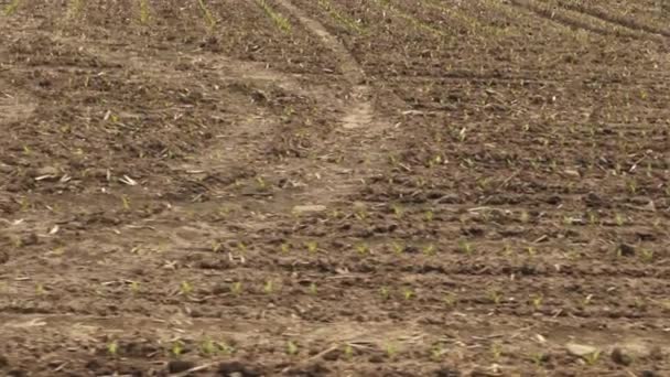 土壤，污垢，地球，地面、 农场、 农业，春天 — 图库视频影像