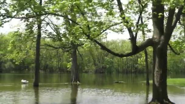 洪水,洪水,水,嵐の天気,危険 — ストック動画