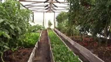 Sera, bitkiler, sebze, tarım