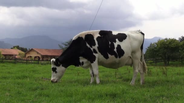 Grazing, Vacas, Gado, Animais de Fazenda — Vídeo de Stock