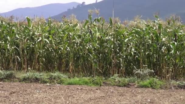 Porumb, culturi, rânduri de porumb, crete — Videoclip de stoc